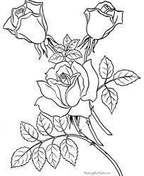 Rose 6
